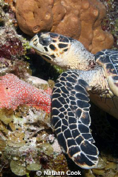 A turtle munching on some coral on the Bloody Bay Wall by Nathan Cook 